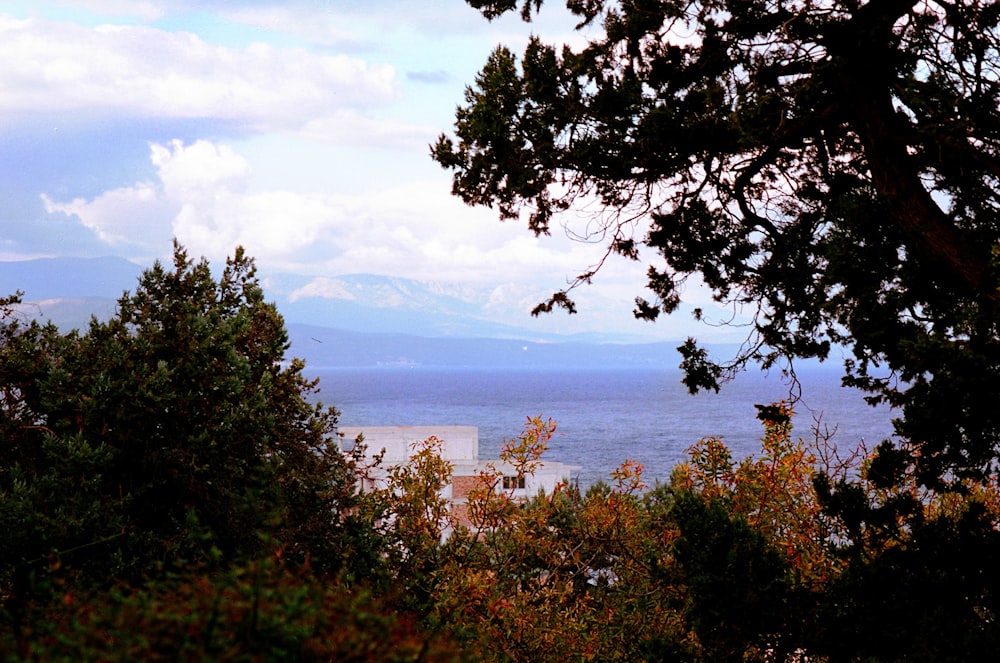 a view of a body of water through some trees