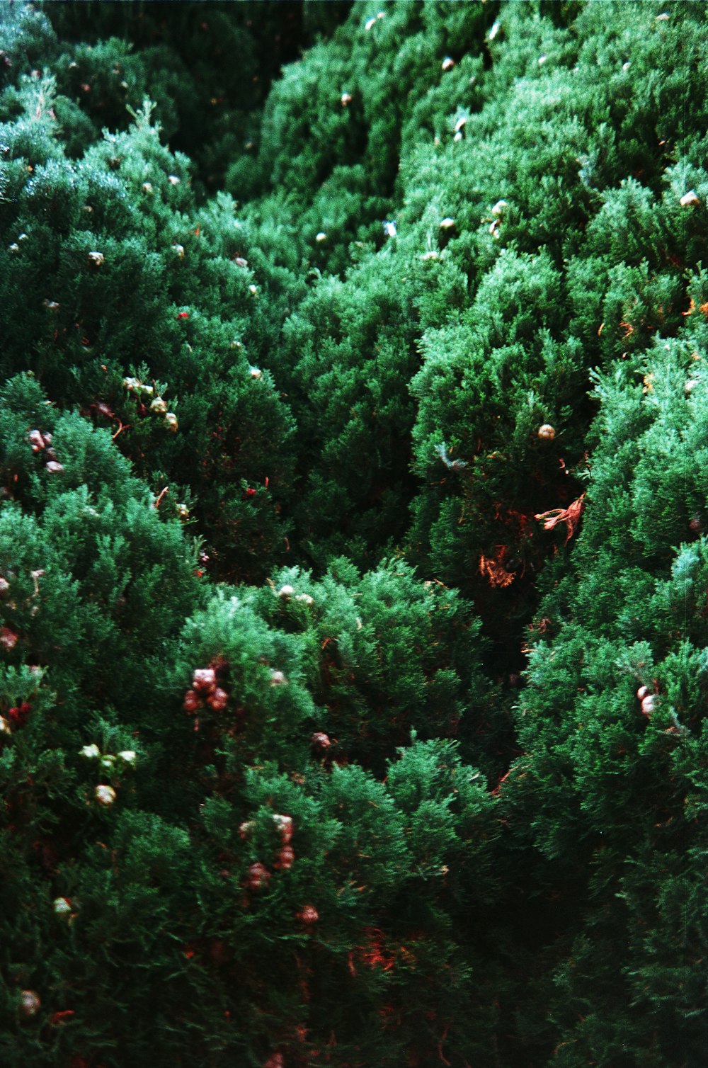 a close up of a bunch of green trees