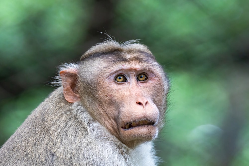 a close up of a monkey with a blurry background