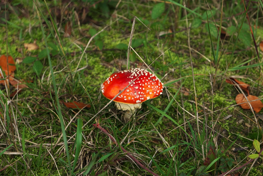 a red mushroom sitting on top of a lush green field