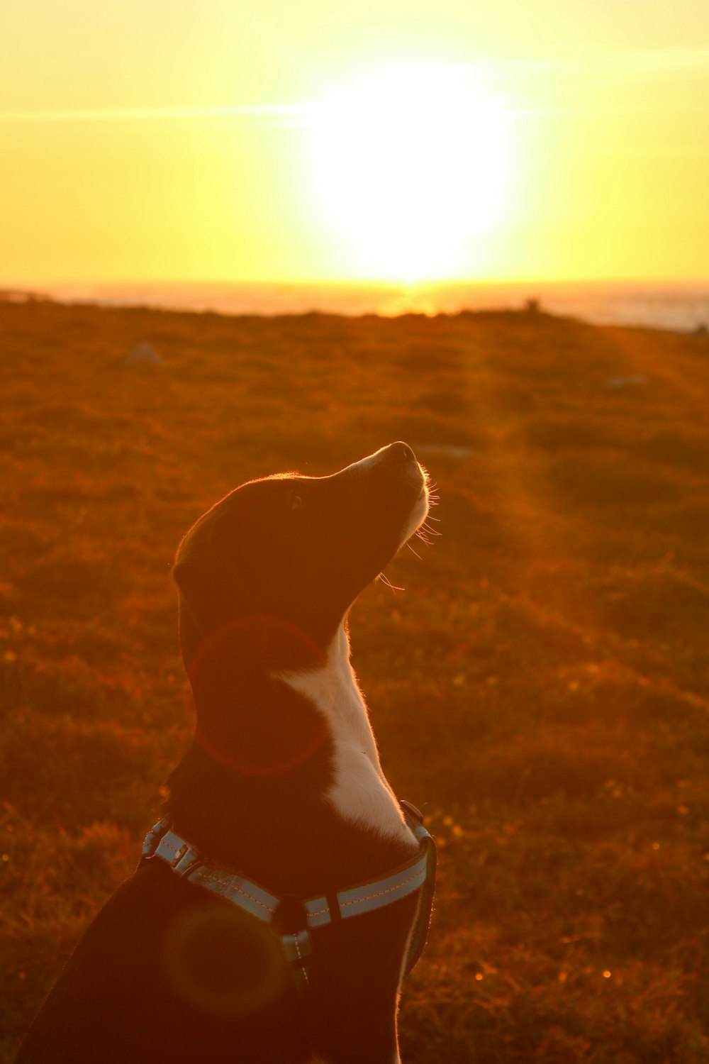 a dog sitting in a field watching the sun go down