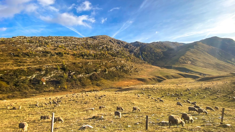 a herd of sheep grazing on a lush green hillside