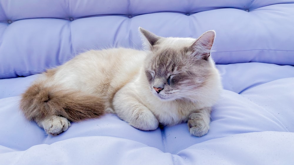 a cat is sleeping on a blue couch