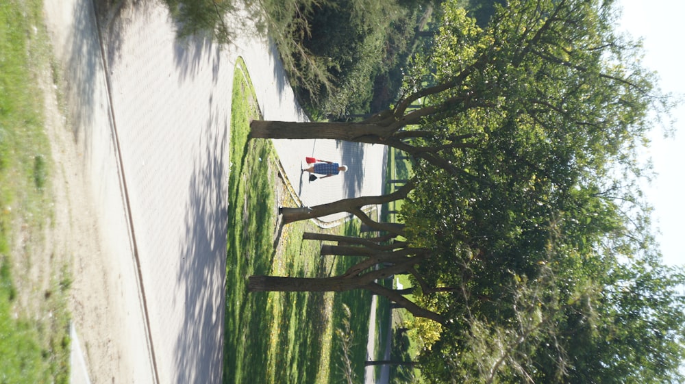 a person walking down a path between two trees