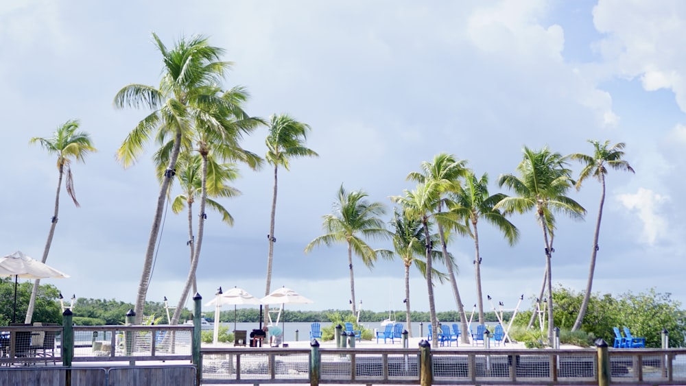 a group of palm trees next to a body of water