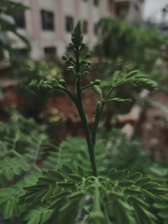 Close-up of a young plant being monitored by a drone equipped with sensors.
