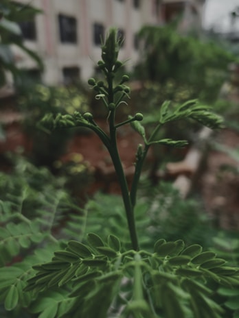 Close-up of a young plant being monitored by a drone equipped with sensors.