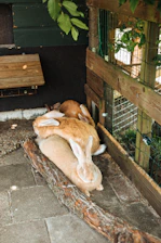 A serene outdoor pen with healthy New Zealand White and English Lop rabbits basking in the sunlight.