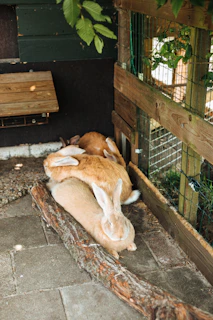 Volunteers feeding a line of eager rabbits in a cozy outdoor pen