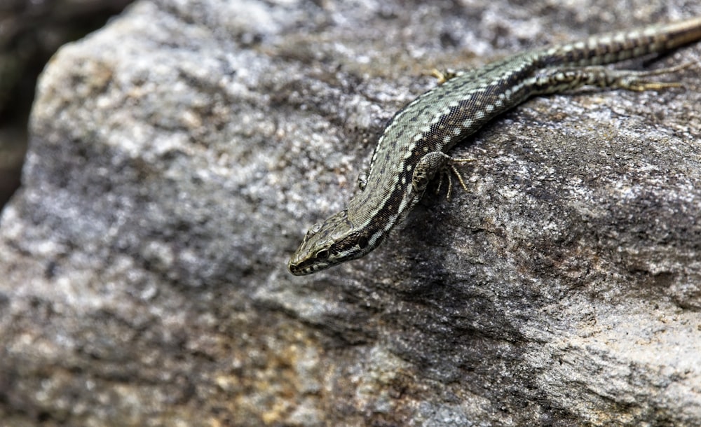 a lizard sitting on top of a large rock