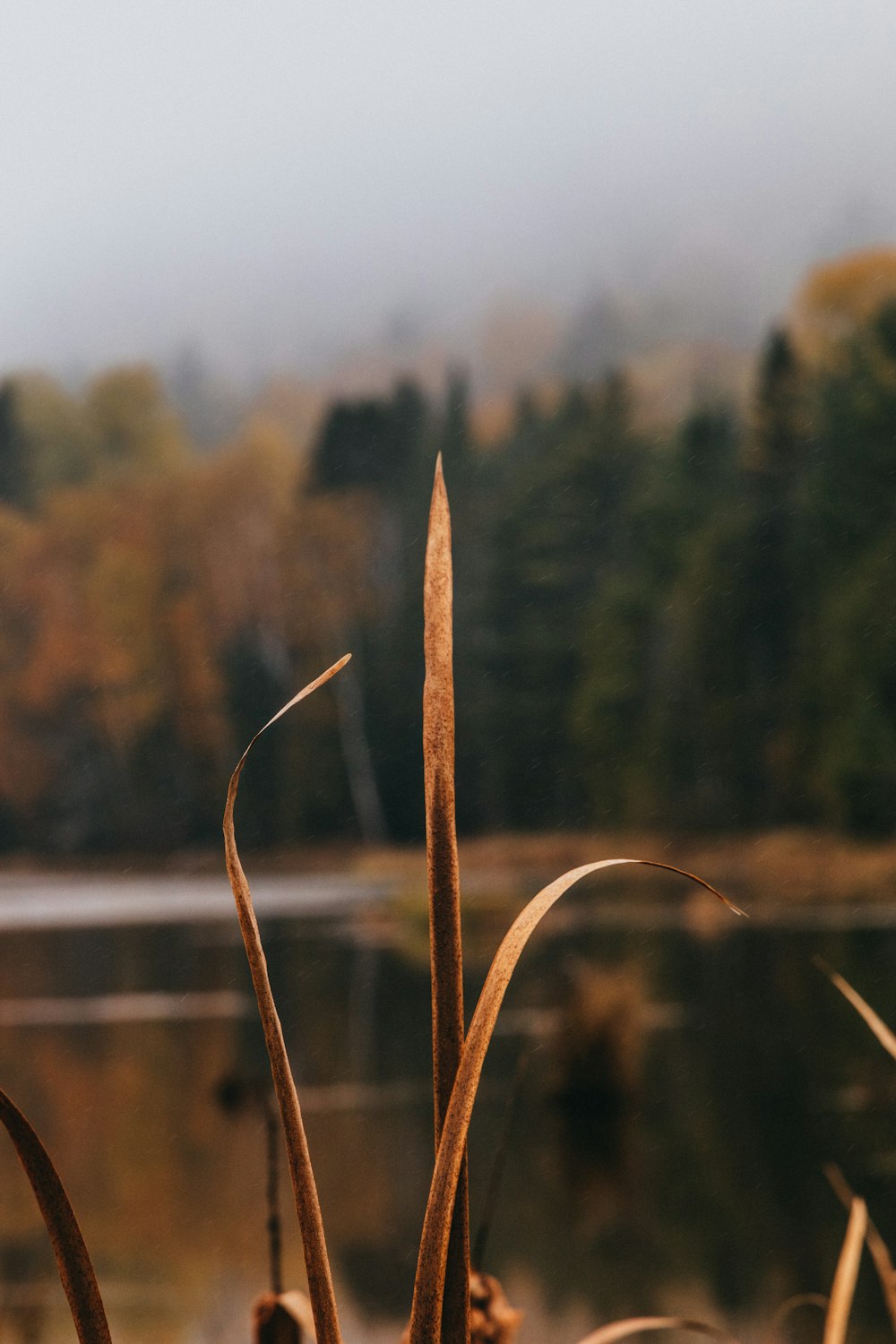 a close up of a plant near a body of water