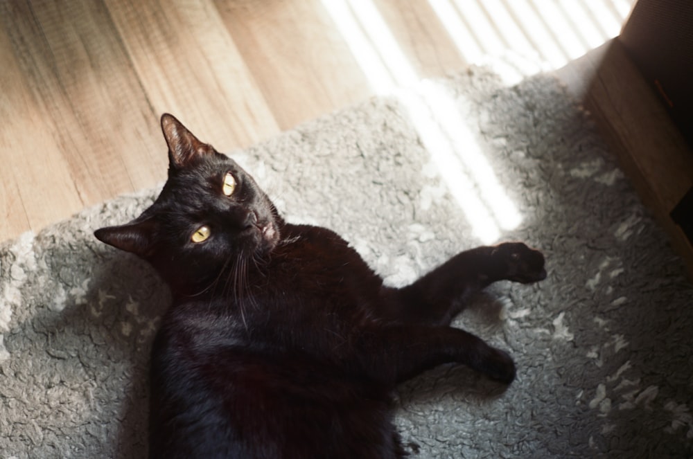 a black cat laying on the floor looking up