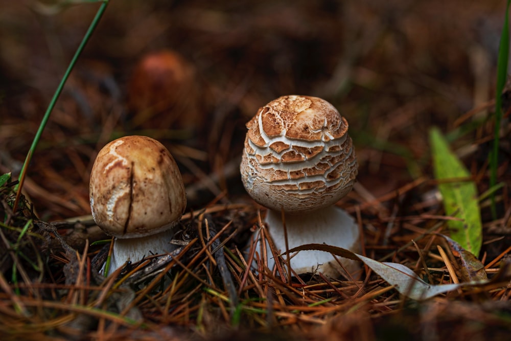 a couple of mushrooms sitting on top of a forest floor