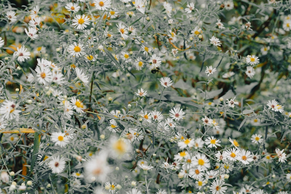 a bunch of white and yellow flowers in a field