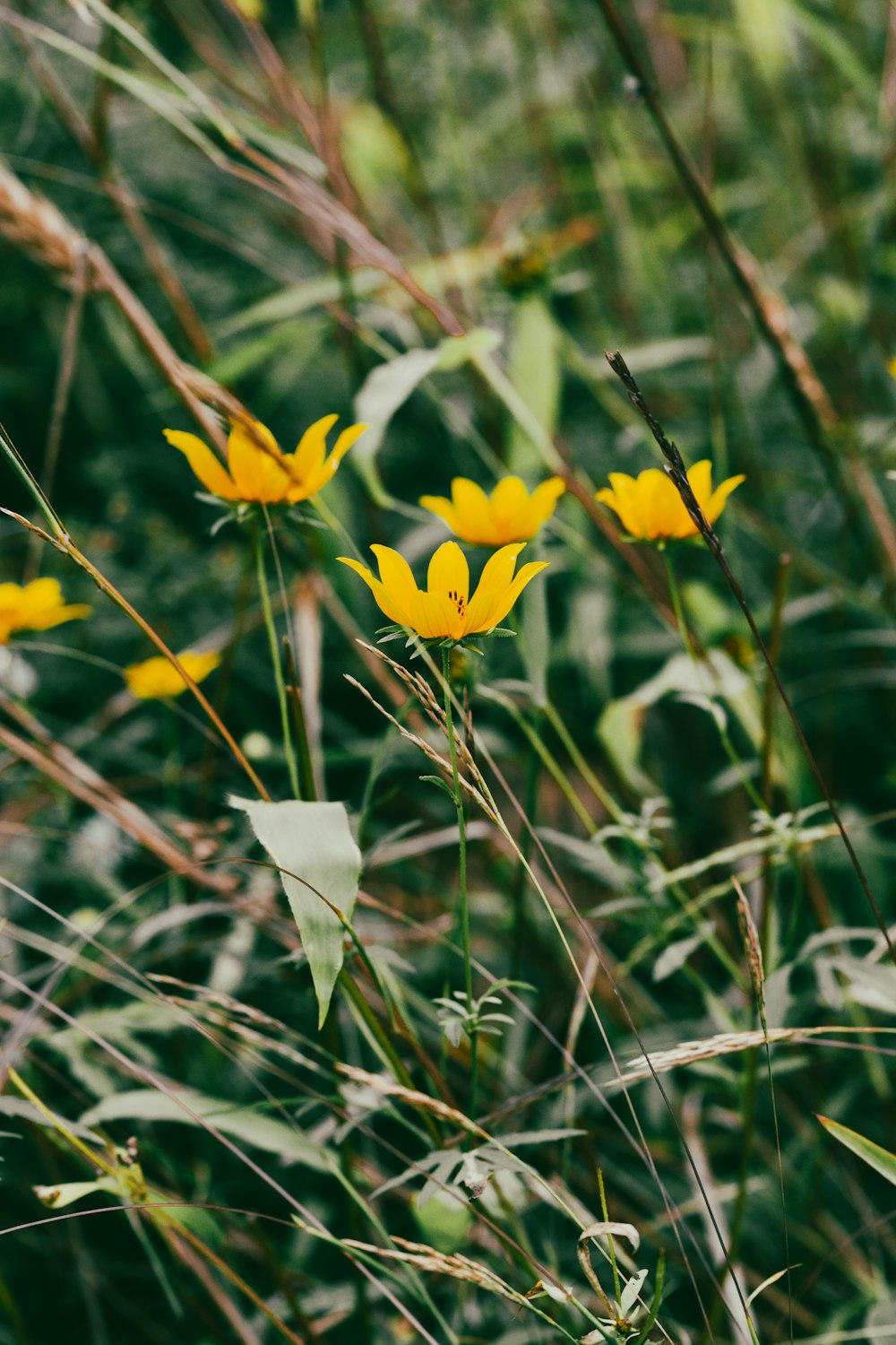 a bunch of yellow flowers that are in the grass