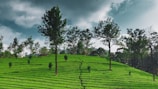 A lush, green tea plantation landscape with rows of neatly trimmed tea plants on a hillside. Tall trees are scattered throughout, standing against a backdrop of dense foliage. The sky is overcast, with dark, dramatic clouds adding depth to the scene.