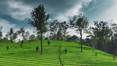 A lush, green tea plantation landscape with rows of neatly trimmed tea plants on a hillside. Tall trees are scattered throughout, standing against a backdrop of dense foliage. The sky is overcast, with dark, dramatic clouds adding depth to the scene.