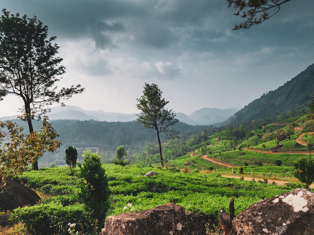 a lush green hillside covered in lots of trees