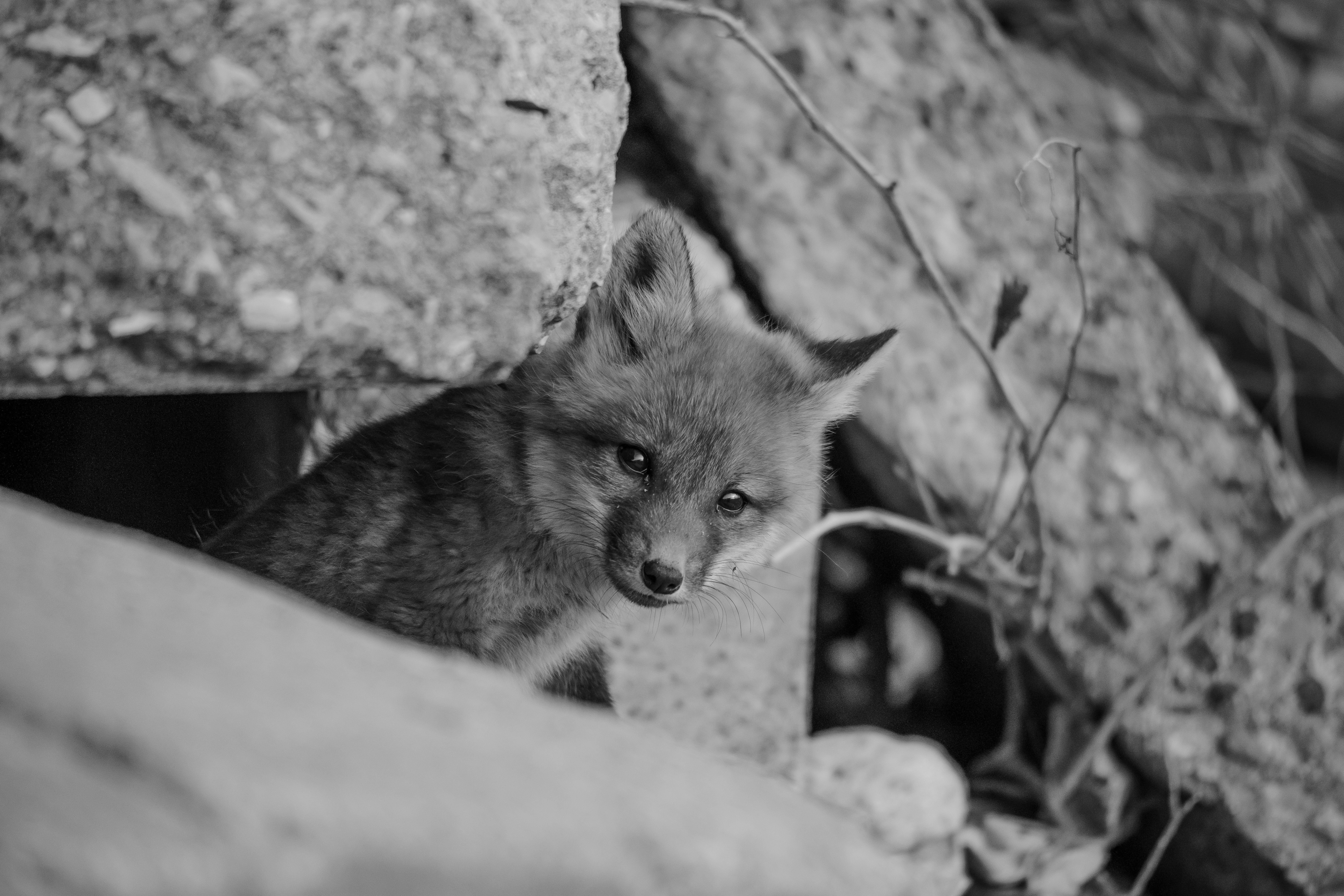 a small fox looking out of a hole in a rock wall