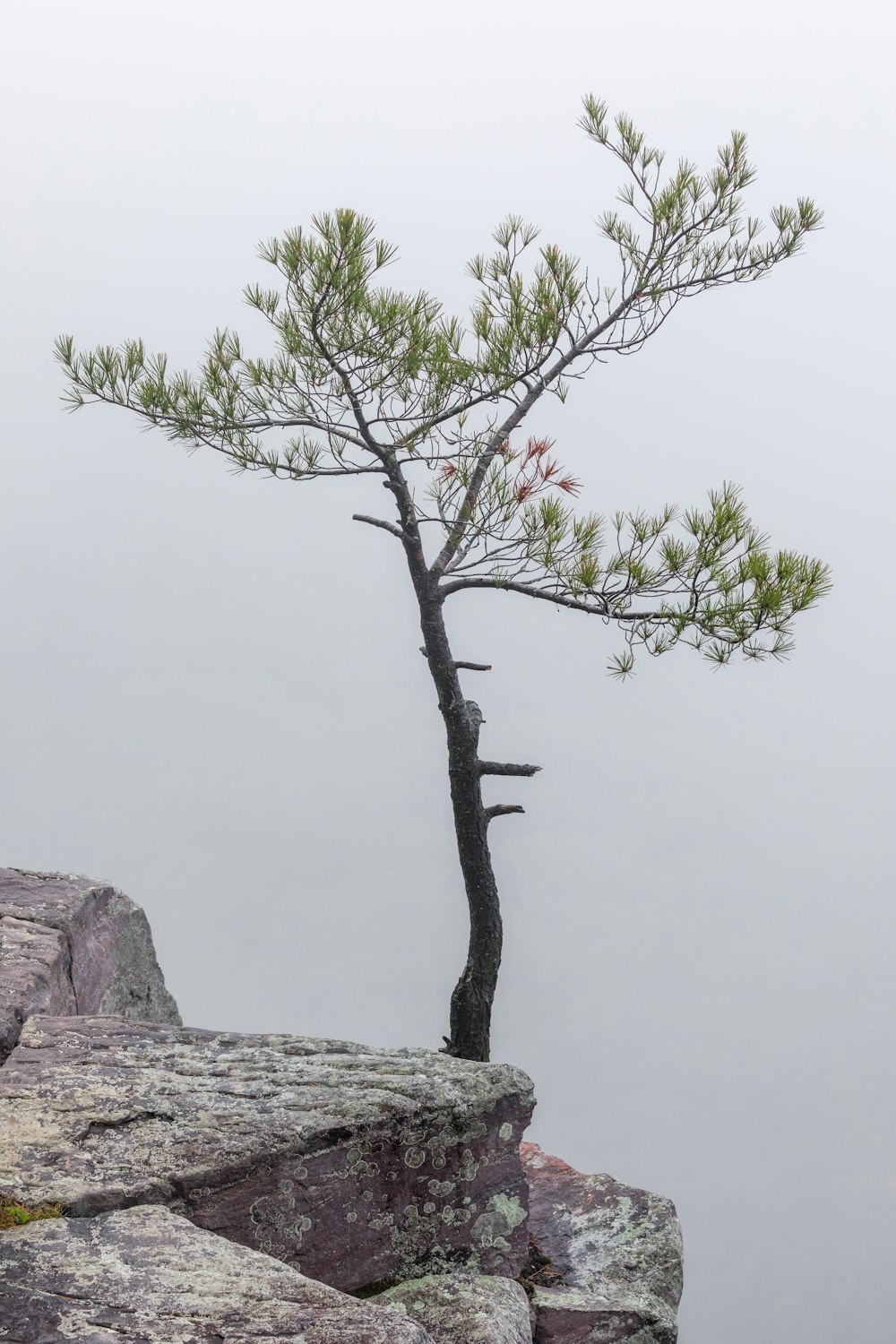 a close up of a rock next to a tree