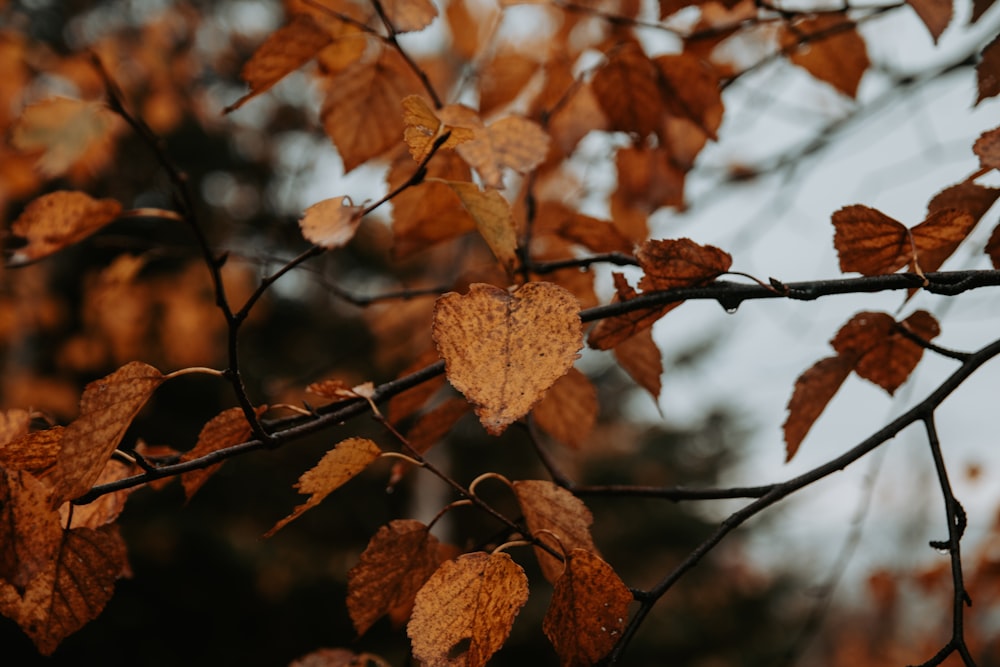 a tree branch with brown leaves in the fall