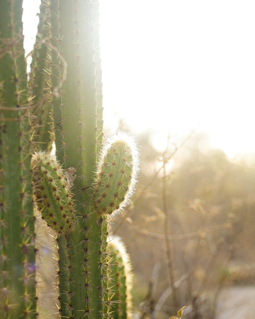 a close up of a cactus with a sky background