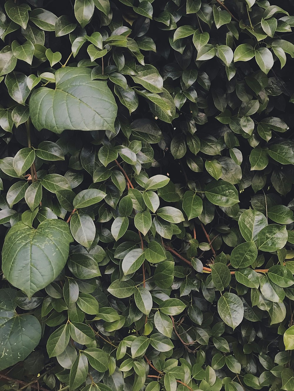 a close up of a plant with green leaves