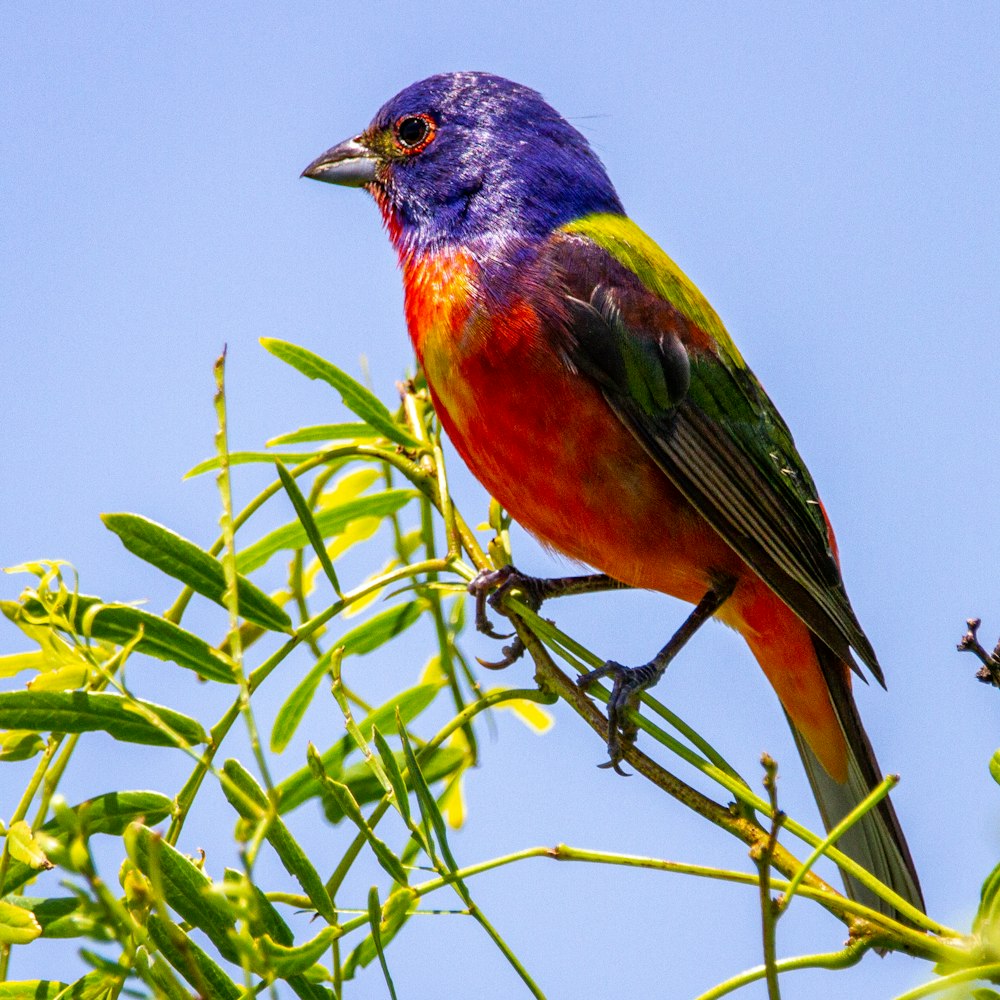 Un pájaro colorido posado en la cima de la rama de un árbol