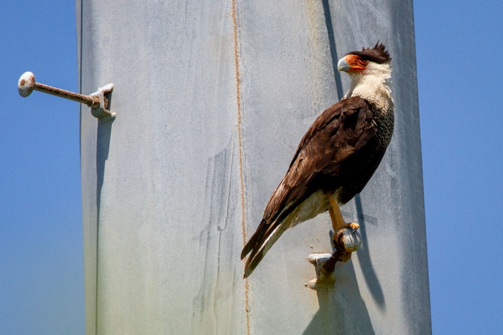 a bird perched on a pole with a sky background