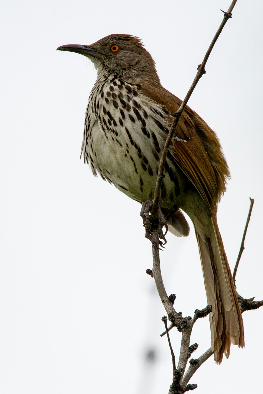 a bird sitting on a branch