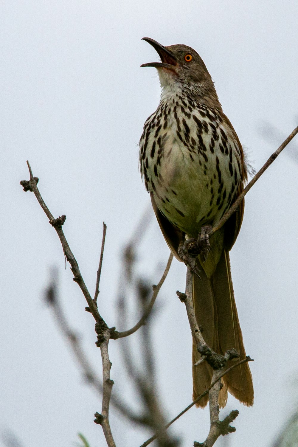 a small bird perched on a tree branch