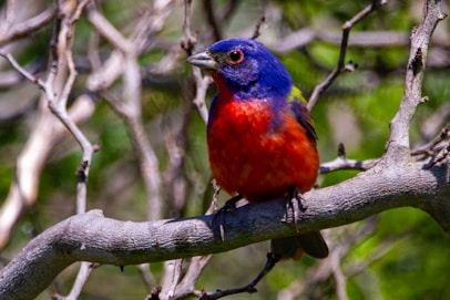 a colorful bird perched on a tree branch