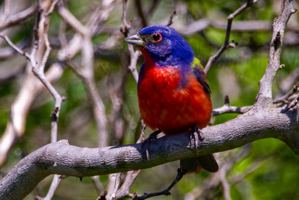 Un uccello colorato appollaiato su un ramo d'albero
