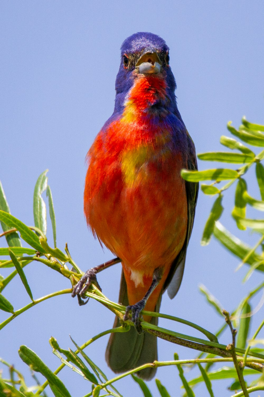 a colorful bird perched on top of a tree branch