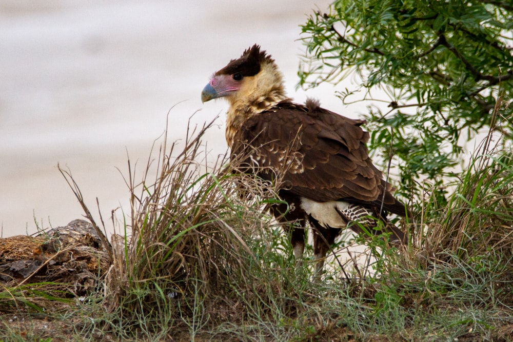 a bird that is standing in the grass