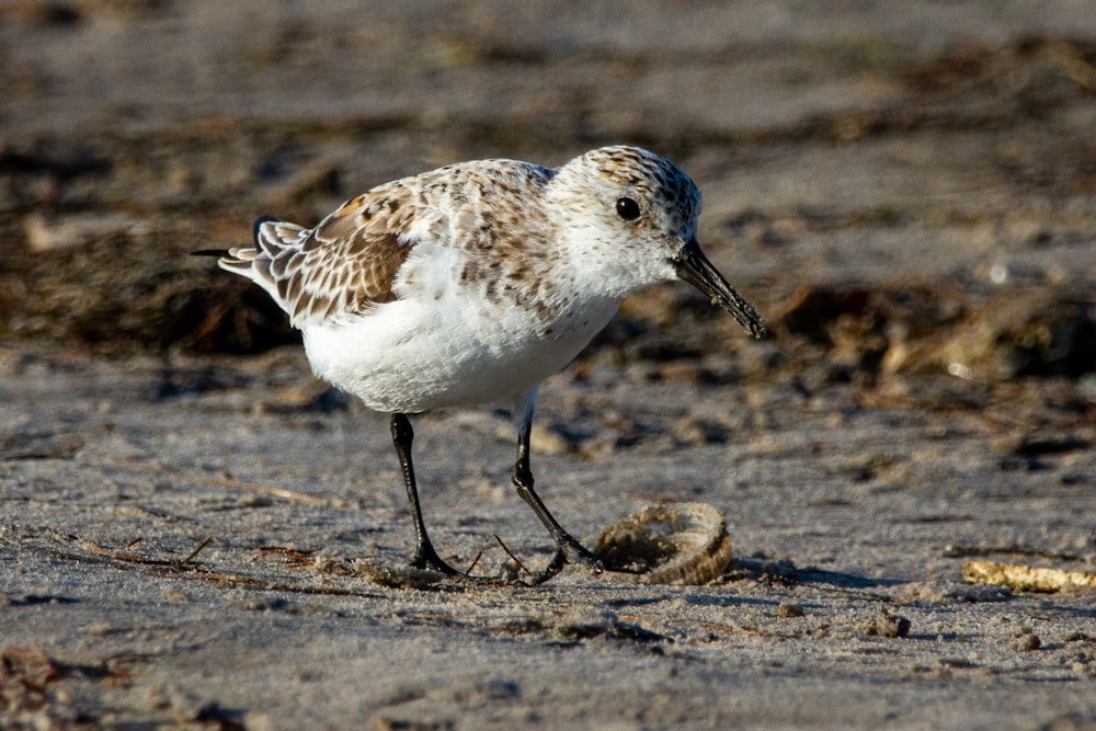 a small bird standing on a sandy beach