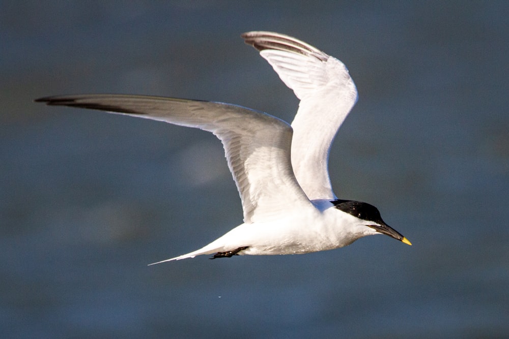 a white and black bird flying over a body of water