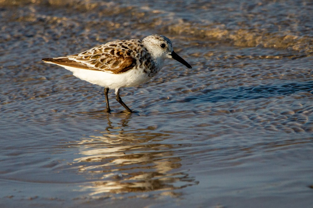 a bird standing in shallow water on a beach