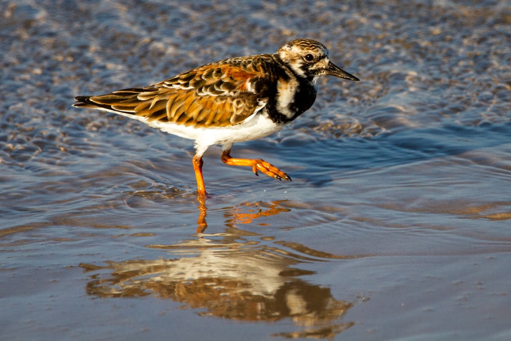 a bird is standing in the water looking for food