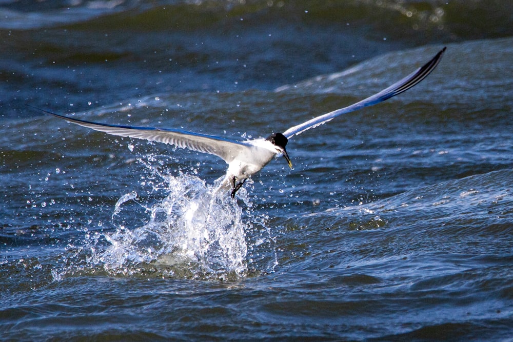 a seagull landing on the water with its wings spread
