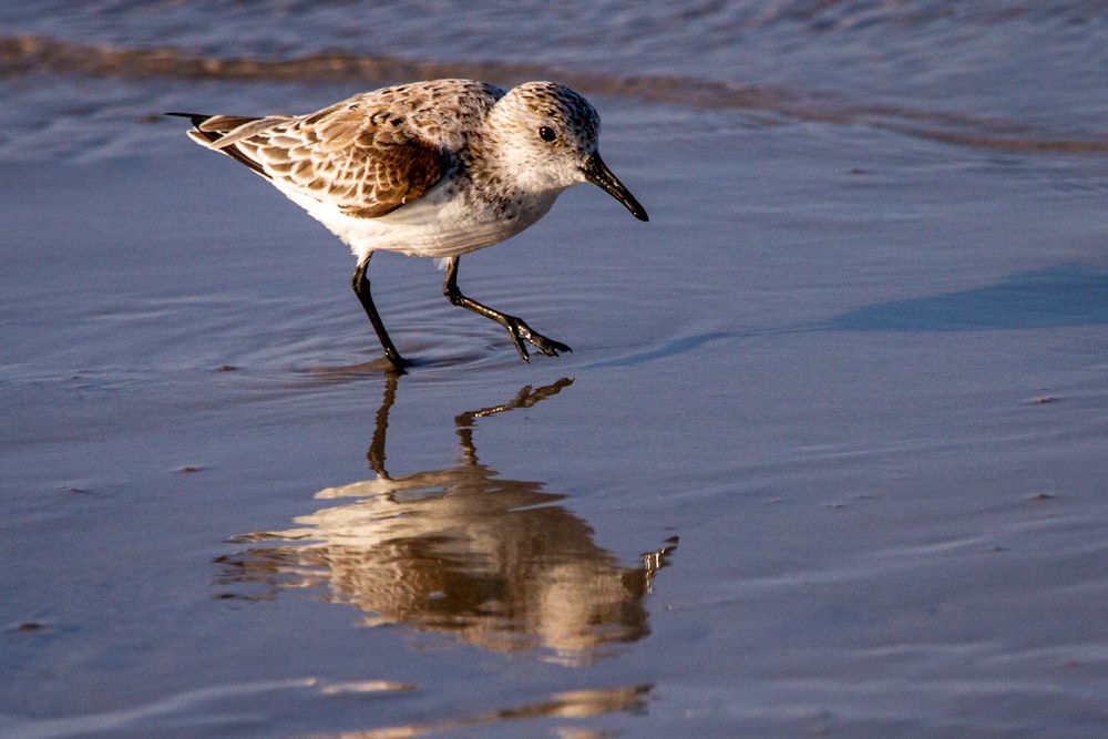 a small bird is walking on the beach