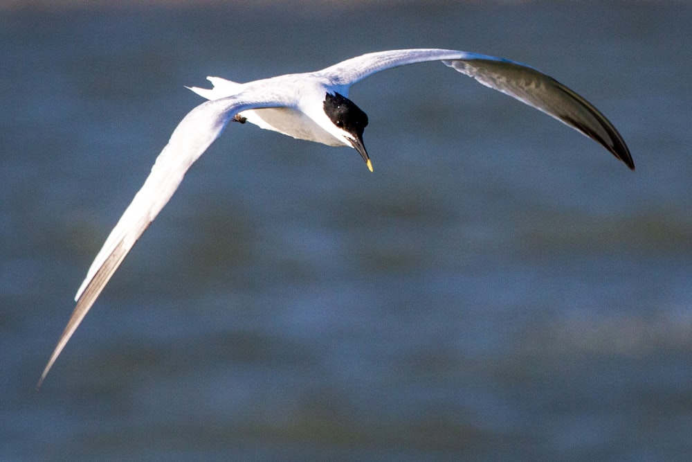 a white bird flying over a body of water