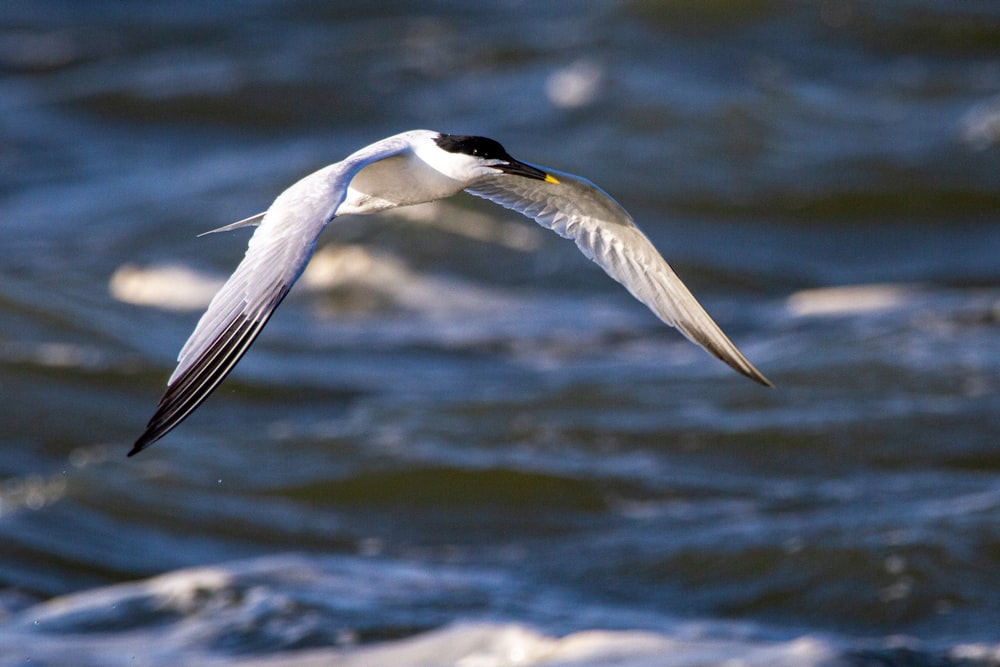 a seagull flying over a body of water