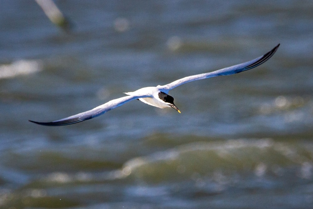 a white bird flying over a body of water