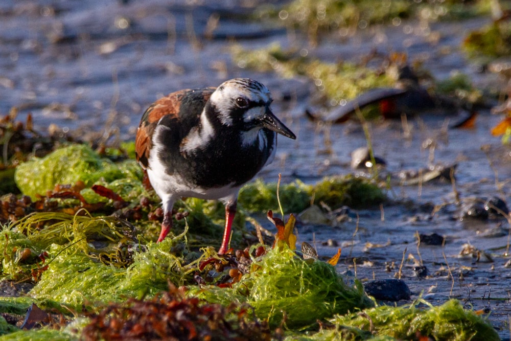 a small bird standing on a patch of grass