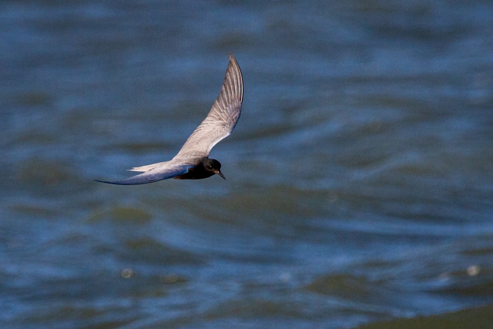 a bird flying over a body of water