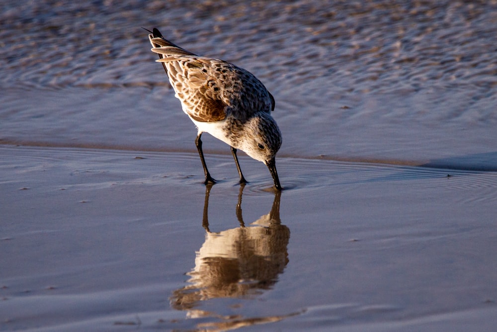 a bird standing on a beach next to the ocean