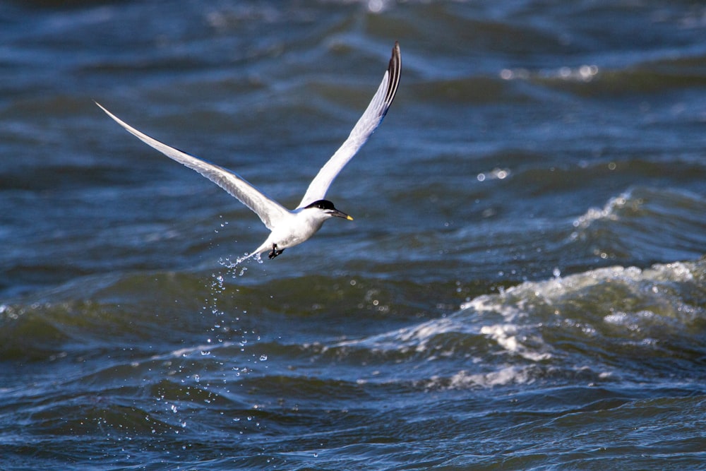 a seagull flying over a body of water