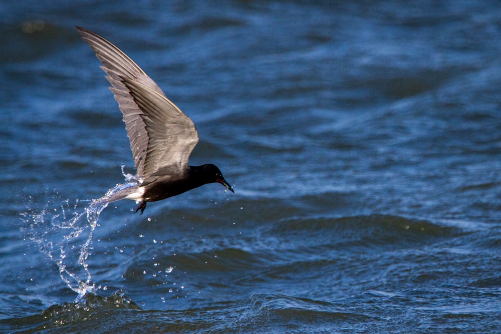 a bird flying over a body of water