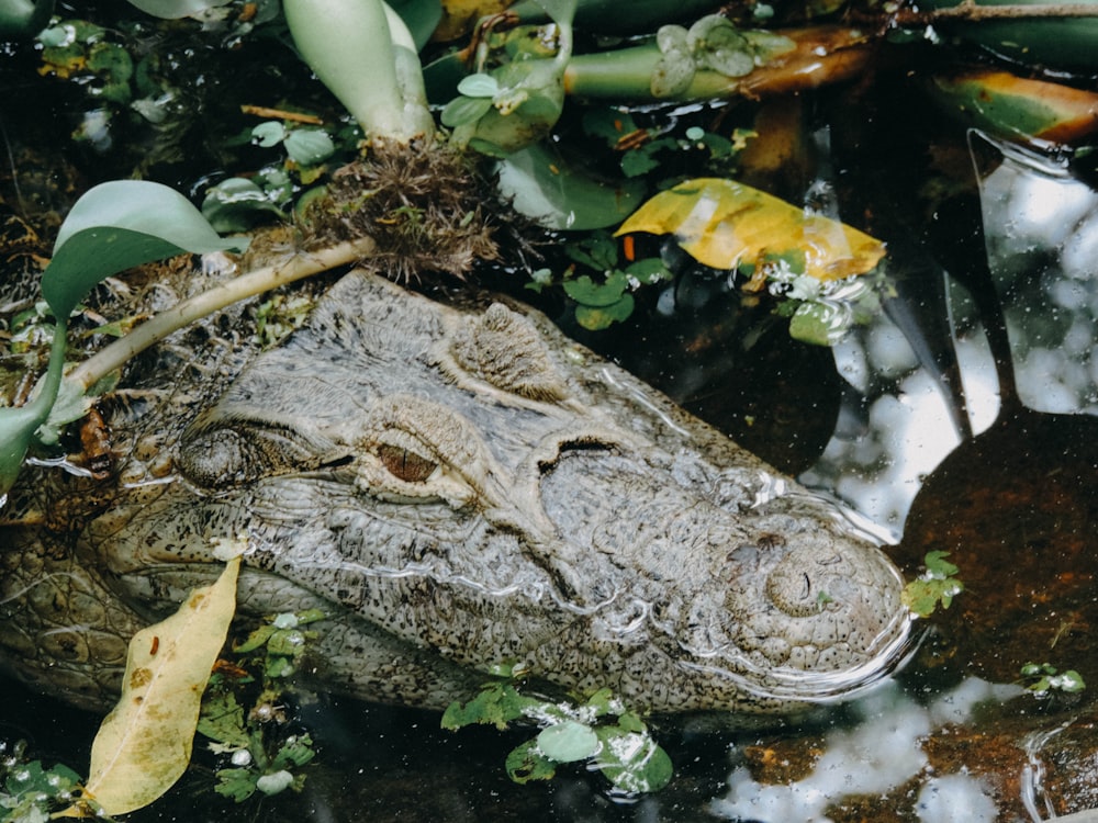 a large alligator laying on top of a body of water